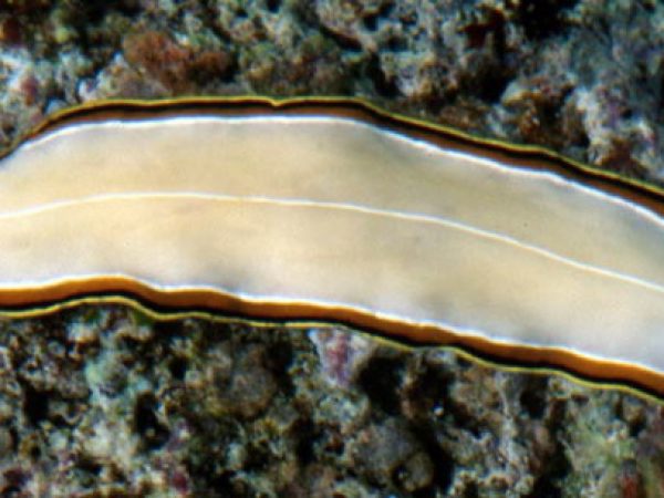 Pseudoceros bimarginatus Guam 808-1
