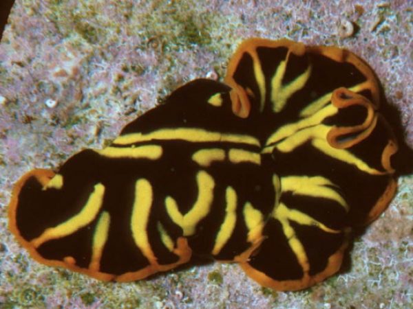 Pseudoceros cf. dimidiatus Guam 356-29