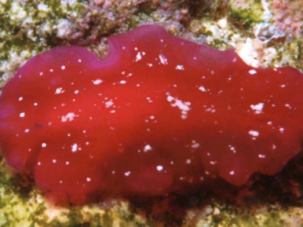 Pseudoceros cf. rubronanus Guam 411-10