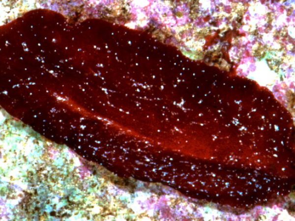 Pseudoceros cruentus Guam RRW1-31-TC-H