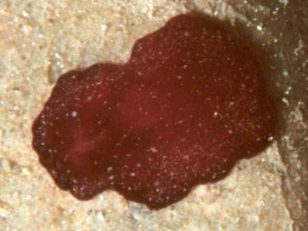 Pseudoceros cruentus Pohnpei 375-35