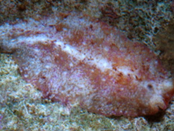 Pseudoceros goslineri Guam 586-23