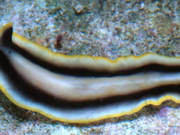 Pseudoceros paralaticlavus Guam 540-4