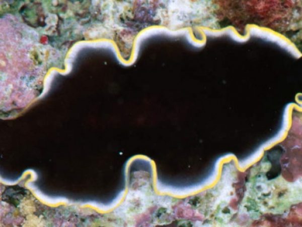 Pseudoceros prudhoei Guam 831-30