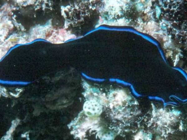 Pseudoceros sappharinus Palau 323-37