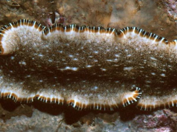 Pseudoceros sp. 1 (n. sp.) Guam 583-2