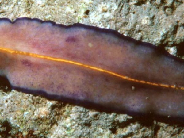 Pseudoceros sp. 2 (n. sp.) Guam 380-4