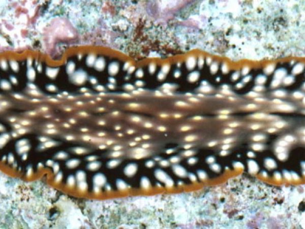 Pseudoceros sp. 3 (n. sp.) Guam 807-33