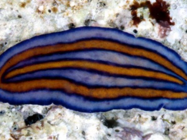 Pseudoceros tristriatus Guam 776-27