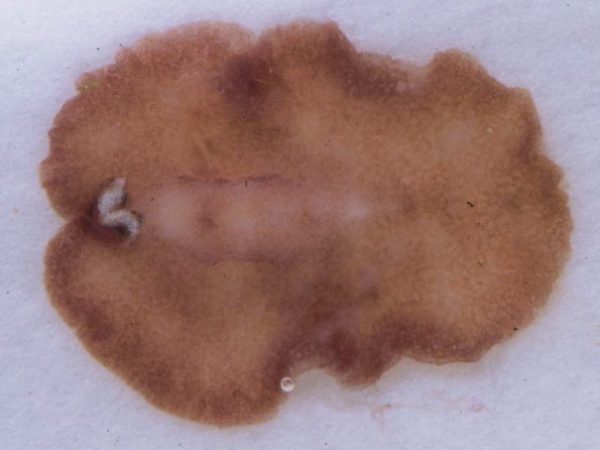 Pseudocerotidae sp. 1 Guam 855-20