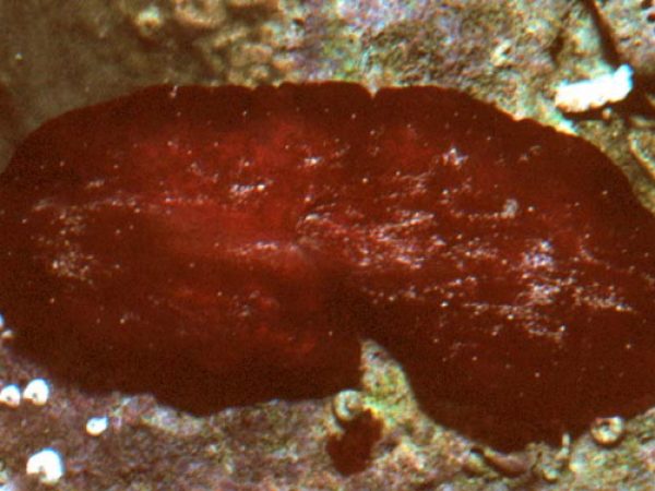 Pseudocerotidae sp. 2 Guam 592-23