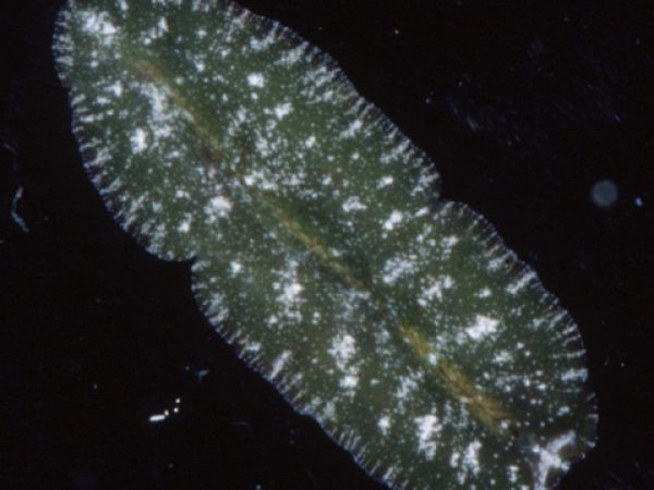 Pseudocerotidae sp. 5 Guam RRW 1-47-AI-H