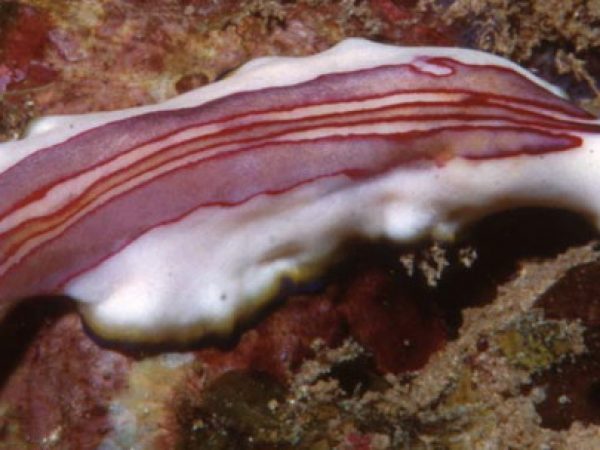 Pseudocerotidae~Euryleptidae sp. 1 Palau 626-11