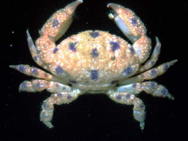 Pseudoliomera remota Guam 533-8