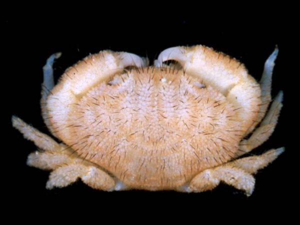 Pseudoliomera rupellioides~ Guam 821-2