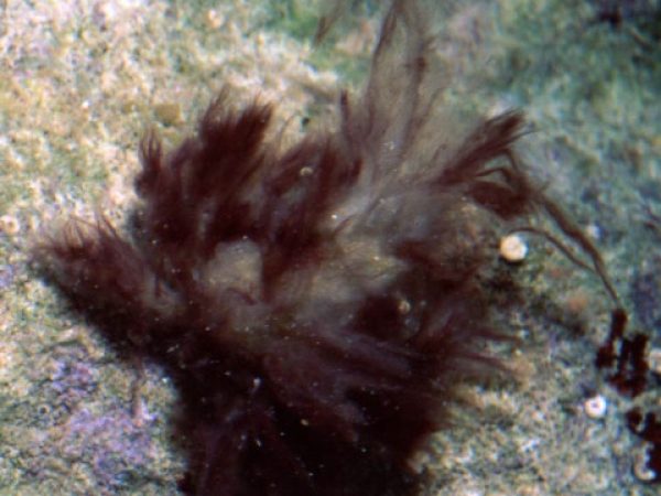 Pseudomicippe eldredgei Guam 537-17