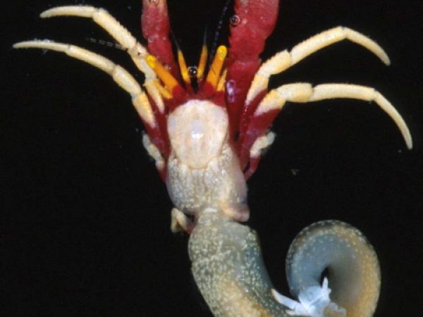 Pseudopaguristes janetkae Guam 754-9