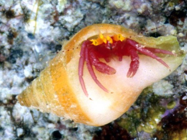 Pseudopaguristes sp. 2 Guam 771-14