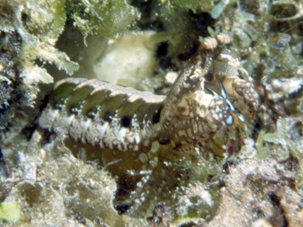 Pseudosquilla ciliata Guam 4m RFM-206b