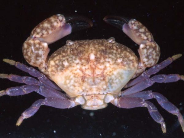 Pseudozius caystrus Guam 836-23