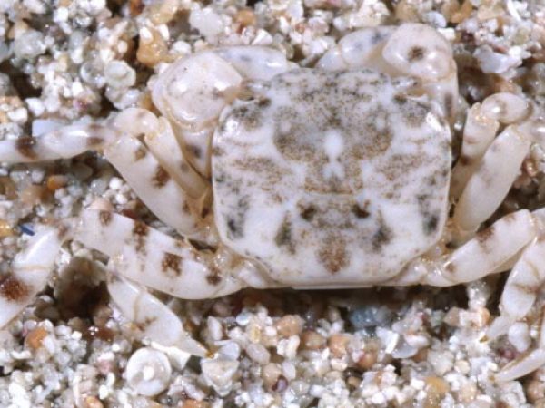 Ptychognathus sp. 2 Guam 738-18