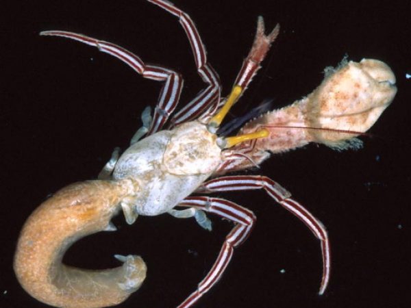 Pylopaguropsis fimbriata Guam 847-10