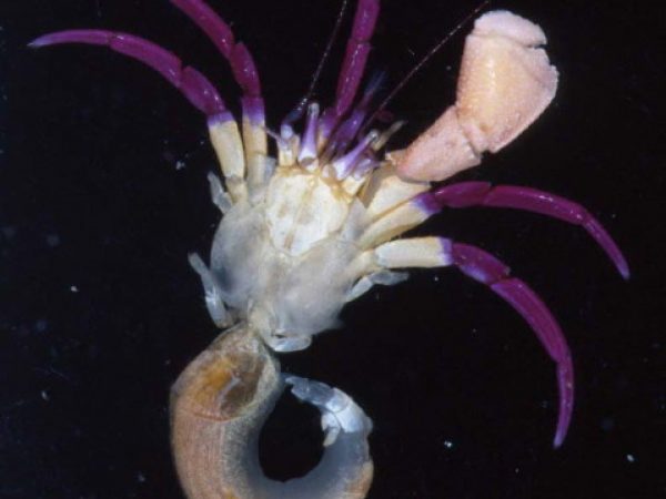 Pylopaguropsis keijii Guam 845-25