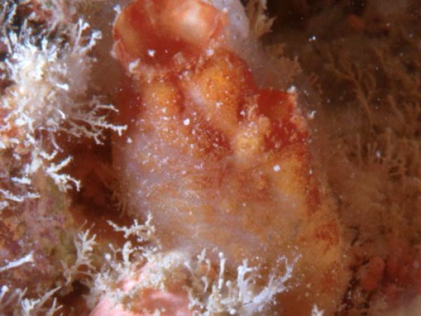 Pyura elongata Guam 756-35