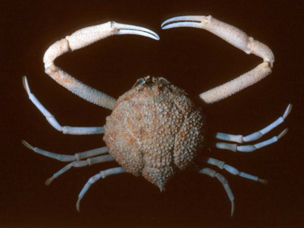 Randallia serenei~ Guam 733-24