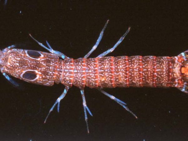 Raoulserenea komaii Guam 650-32