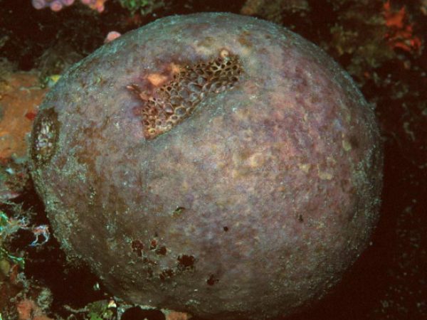 Rhabdastrella globostellata Guam 651-14_1