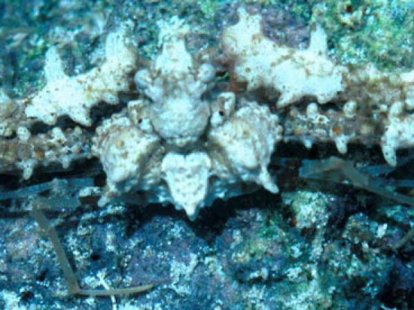 Rhinolambrus rudis Guam 250-35