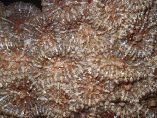 Rhodactis bryoides Guam 400-4