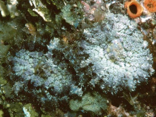 Rhodactis bryoides~ Guam 734-31