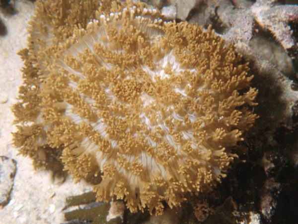 Rhodactis howesii Guam 391-24