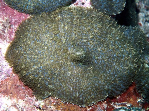 Rhodactis indosinensis Guam 741-9