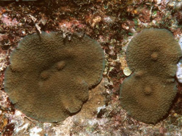 Rhodactis mussoides Guam 573-4