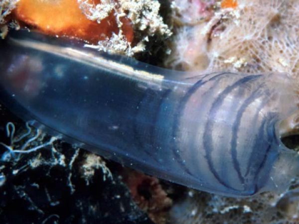 Rhopalaea circula Guam 358-18