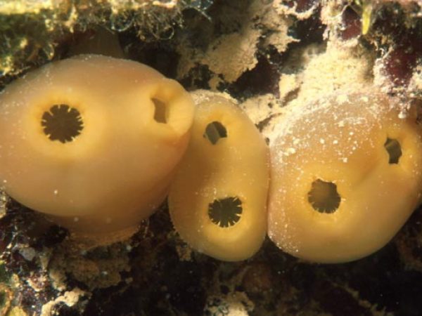 Rhopalaea crassa Guam 532-6