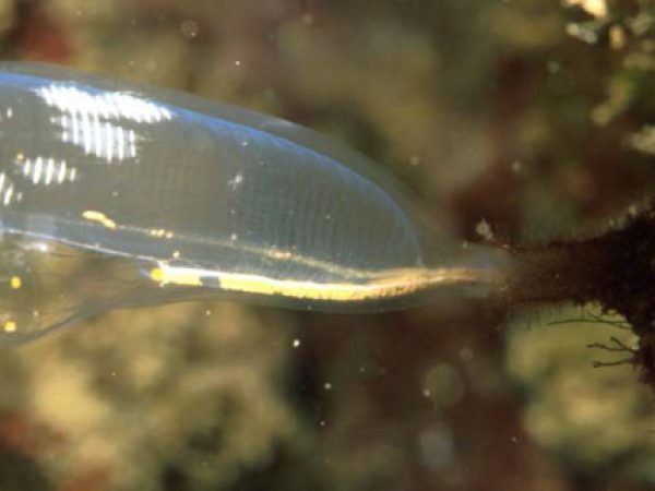 Rhopalaea sp. A Guam 525-24