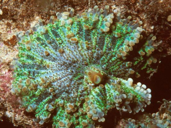 Ricordea yuma Guam 389-19