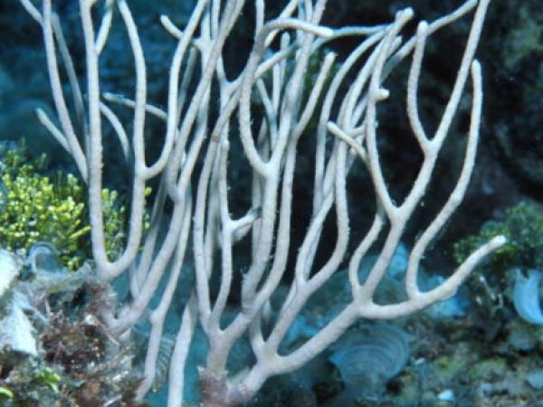 Rumphella aggregata Guam 790-27