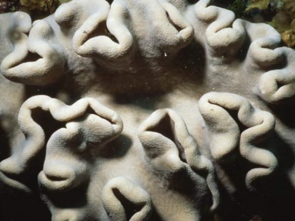 Sarcophyton glaucum Benayahu Pl-IIA