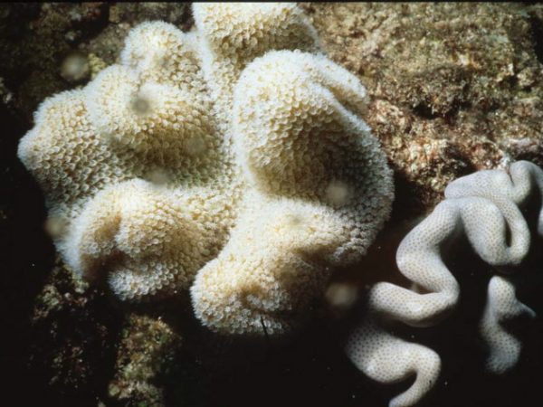 Sarcophyton trocheliophorum Benayahu Pl-IIB