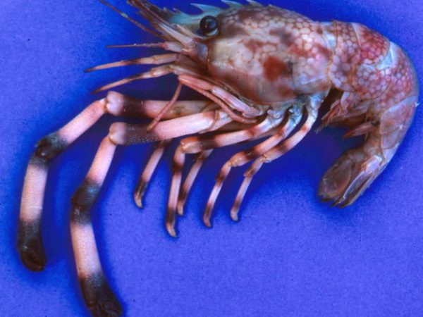 Saron sp. 1 Guam Kropp