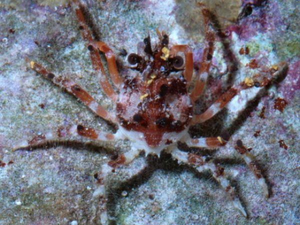 Schizophroida hilensis Guam 540-6