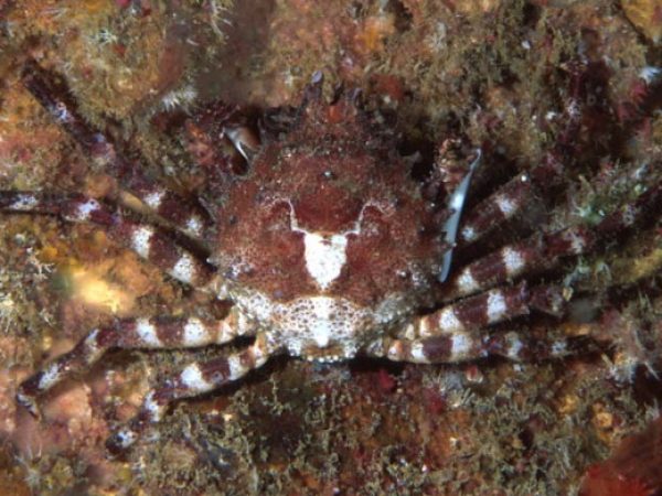 Schizophrys aspera Guam 826-31