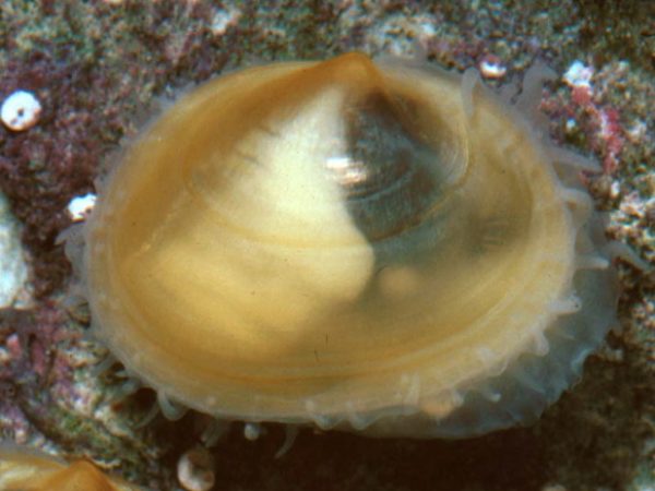 Scintilla cuvieri Guam 534-19