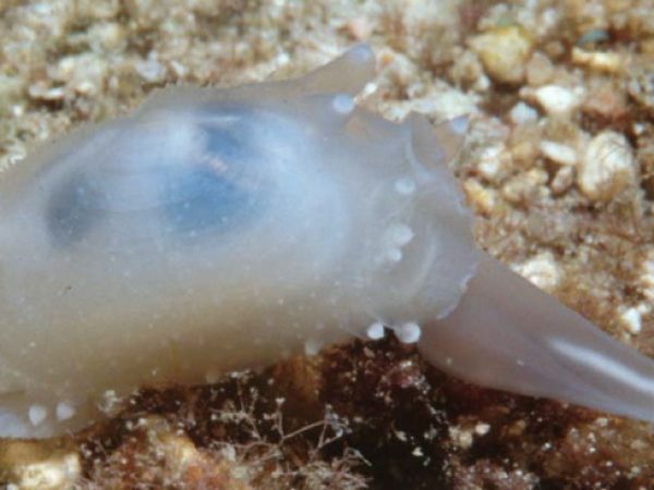 Scintilla sp. 1 Guam 582-20