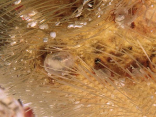 Scintillona Guam 541-1